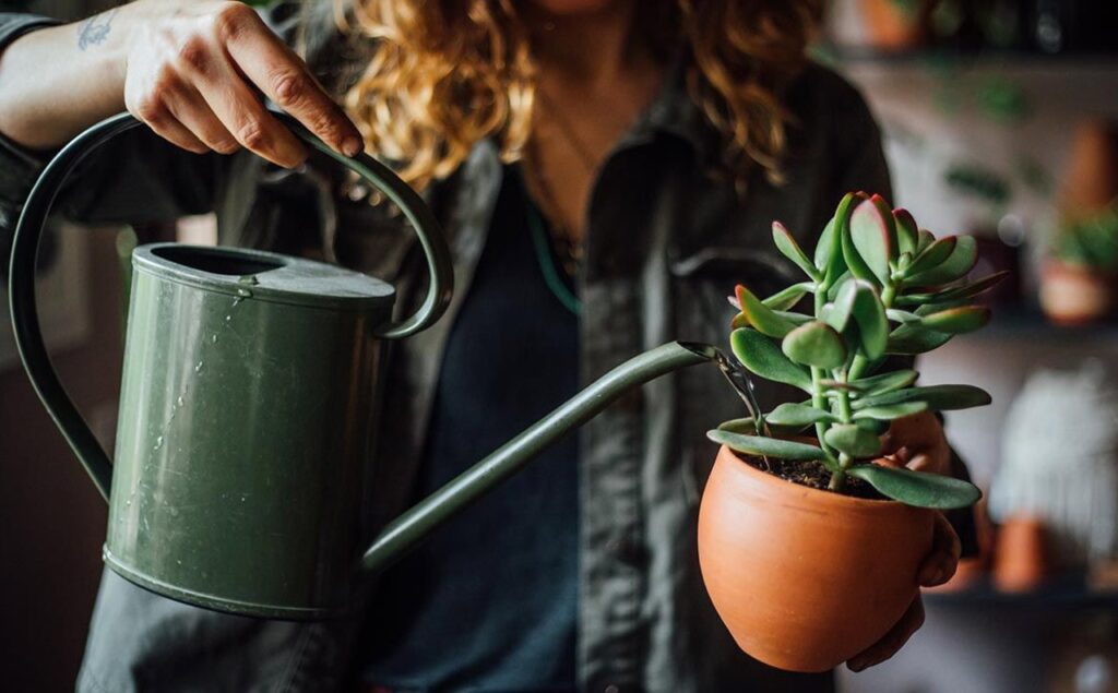 las-plantas-cuentan-con-una-amplia-variedad-de-beneficios_00000000_d3413007_230417110142_1280x794-1024x635 Beneficios de tener plantas en tu hogar