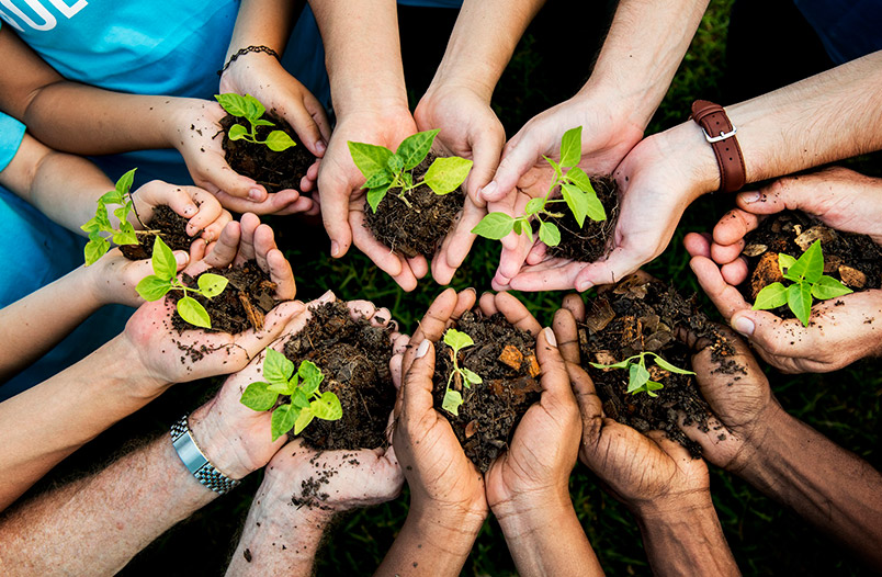 10-beneficios-ambientales-de-plantar-un-arbol Importancia de los árboles y la reforestación: pilares para el planeta y la humanidad