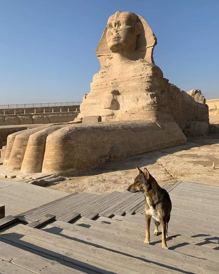 464109478_1092412472892388_2993464610770430926_n Perro Baladi escala la Gran Pirámide y se convierte en sensación mundial