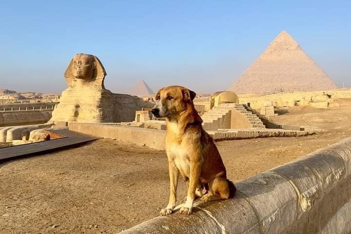 464215966_1092412556225713_5335482851660473557_n Perro Baladi escala la Gran Pirámide y se convierte en sensación mundial