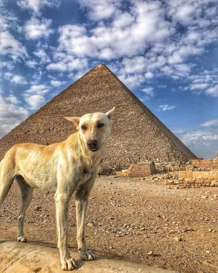 464216869_1092412582892377_6896537347027711624_n Perro Baladi escala la Gran Pirámide y se convierte en sensación mundial