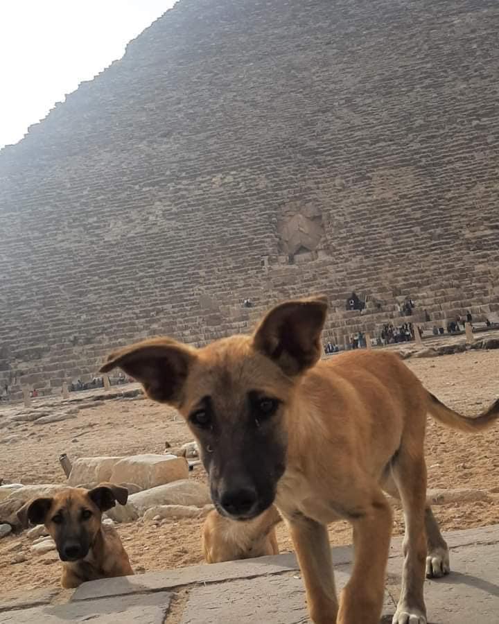 464217264_1092412699559032_3294836999128647180_n Perro Baladi escala la Gran Pirámide y se convierte en sensación mundial