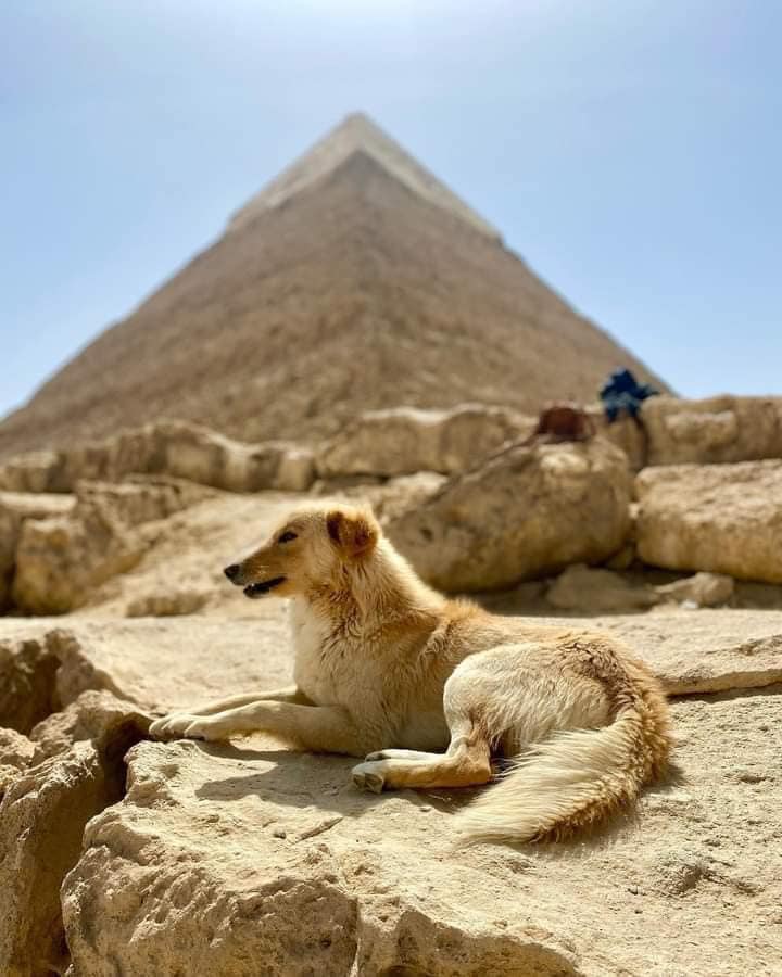 464227196_1092412609559041_93572105351608498_n Perro Baladi escala la Gran Pirámide y se convierte en sensación mundial