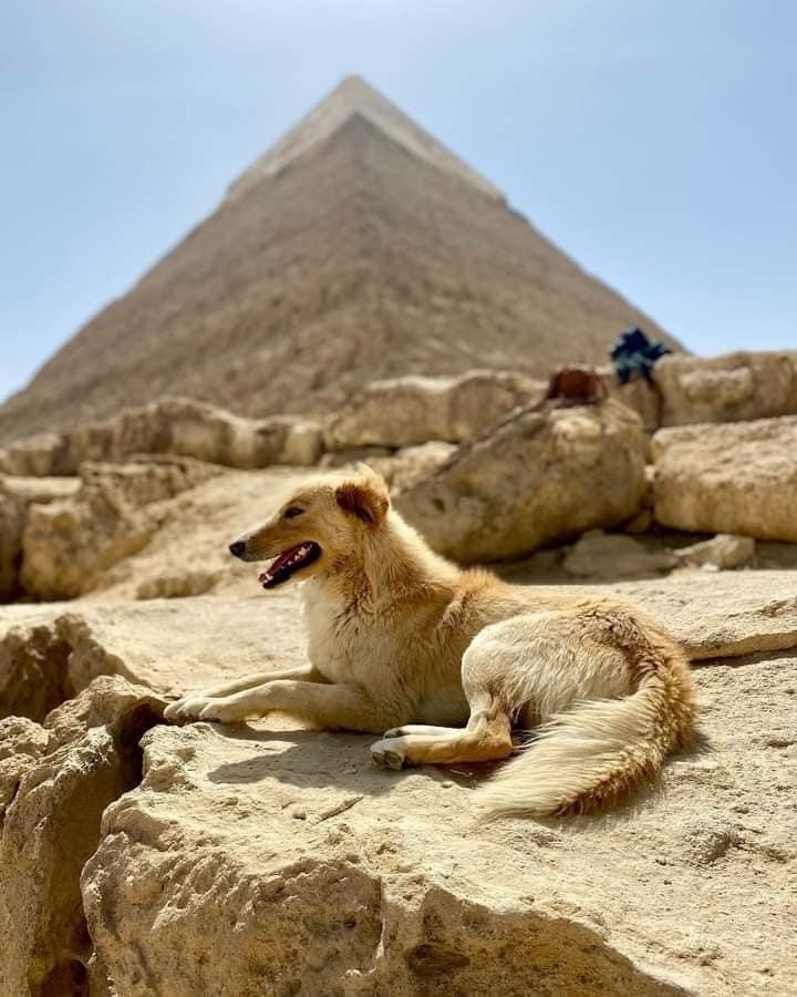 464239470_1092412669559035_8884666065886578511_n Perro Baladi escala la Gran Pirámide y se convierte en sensación mundial