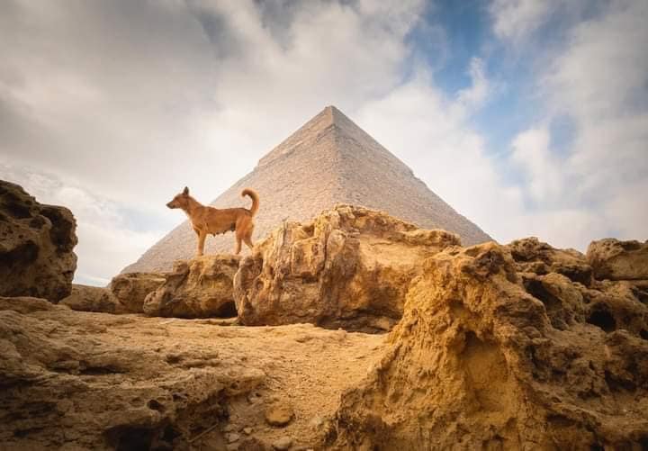 464395110_1092412496225719_100528861886531735_n-1 Perro Baladi escala la Gran Pirámide y se convierte en sensación mundial