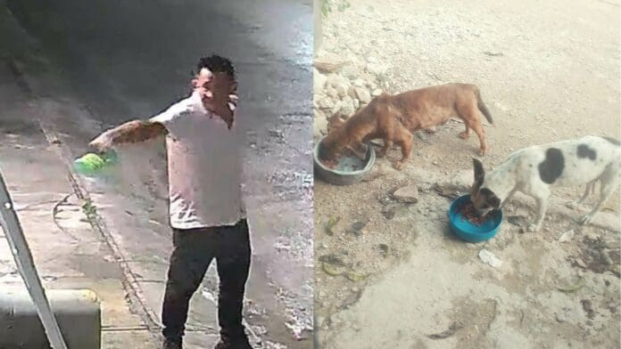 QUIEREN-QUEMAR-REFUGIO-DE-PERRITOS-696x392-1 Intento de incendio a casa de rescatista en Cancún: Autoridades no actúan ante denuncias