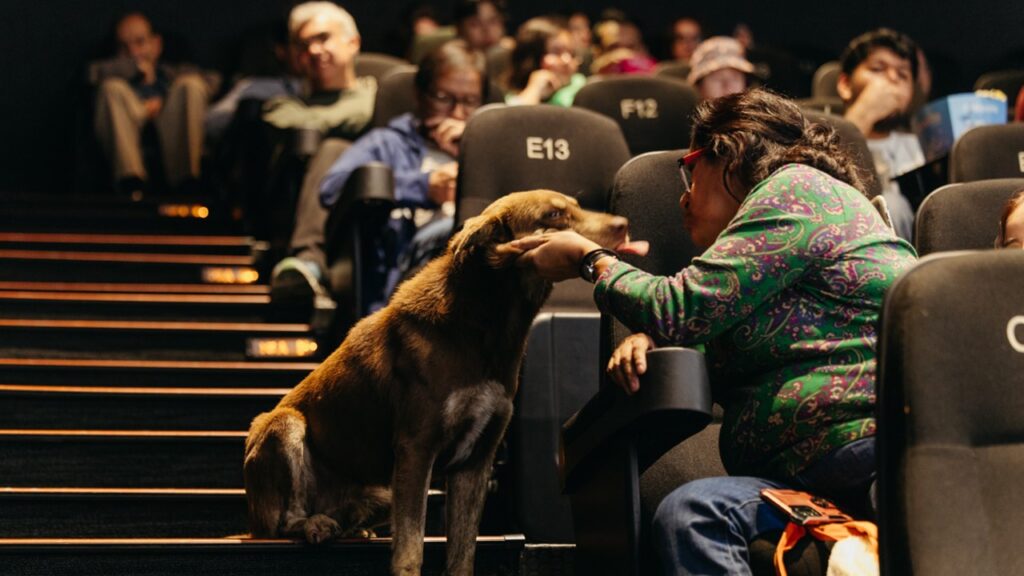 cacaro-1024x576-1 Cácaro, el perrito callejero que robó corazones en el Festival de Cine de Morelia y encontró un hogar