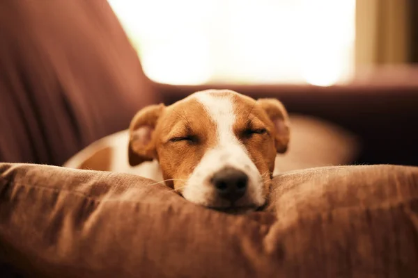 depositphotos_661215222-stock-photo-dog-couch-sleep-relax-home Consejos para proteger a tu perro del frío