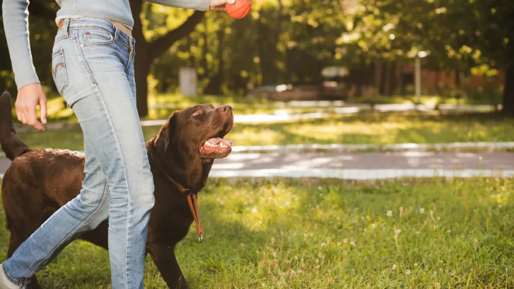 mujer-perro-pelota-parque-freepik-1024x576 El poder emocional del juego: Lo que sienten los perros al perseguir una pelota