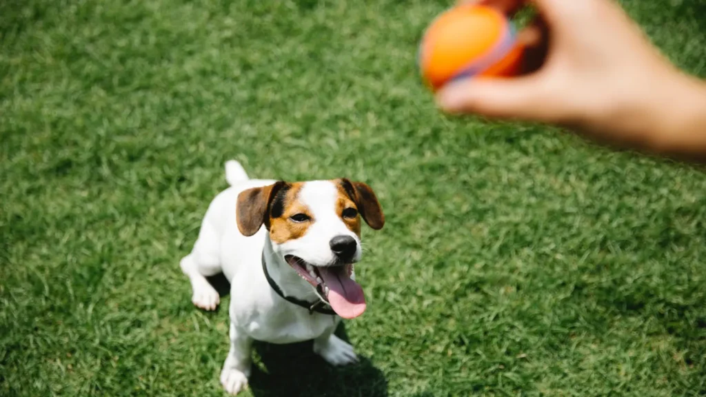 perro-jugando-a-la-pelota-1024x576 El poder emocional del juego: Lo que sienten los perros al perseguir una pelota