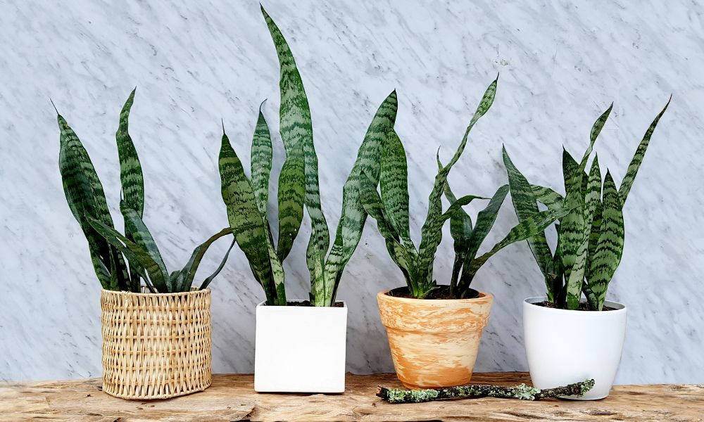 sansevieria-lengua-de-suegra-cuidados-planta-purificadora-de-aire-plantas-de-interior-habibi-plantitas-1 Secretos para hacer florecer la lengua de suegra y aromatizar tu hogar