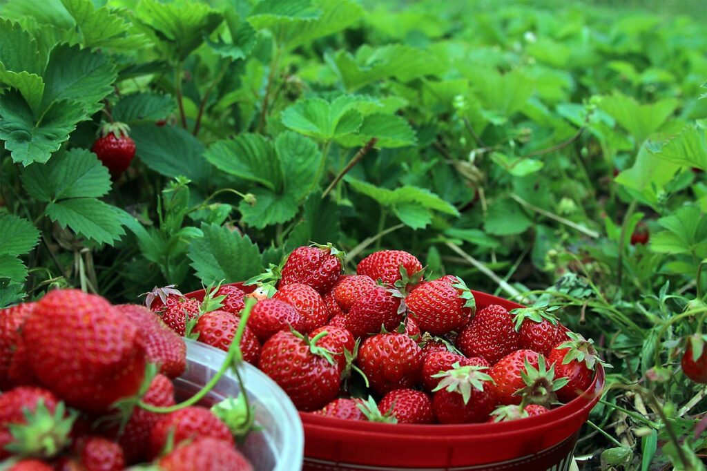 strawberries-1467902_1280-1024x682 Fresas en casa: El ingenioso método con botellas que garantiza una cosecha excepcional