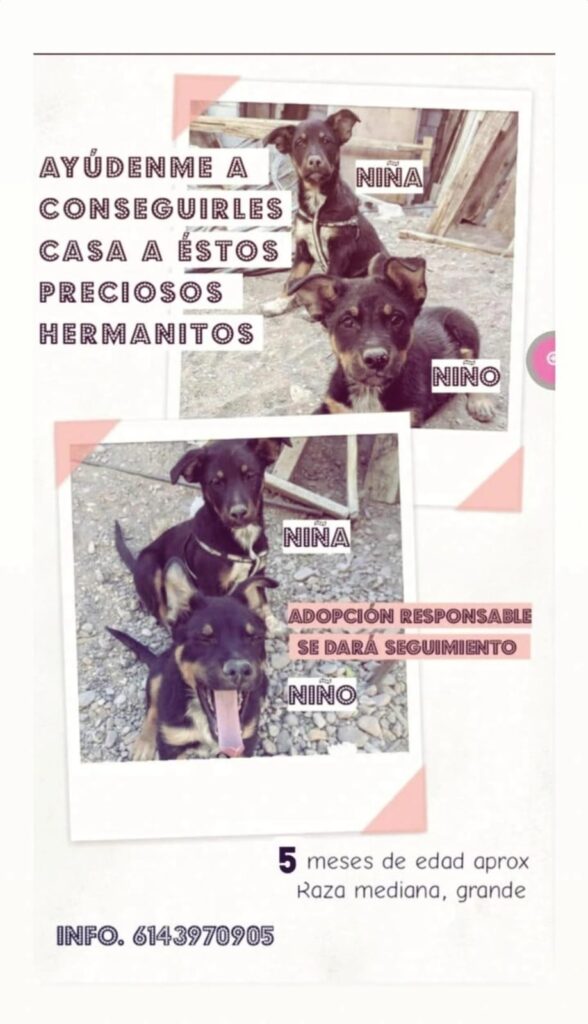 WhatsApp-Image-2025-05-19-at-12.49.55-588x1024 Buscan hogar para dos adorables cachorros en situación de adopción