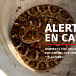 Bomberos alerta por serpientes y alacranes en hogares de Chihuahua: cómo prevenir riesgos